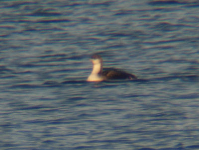 Pacific Loon 3065