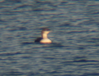 Pacific Loon 3067