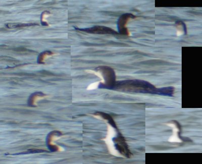 Common Loon