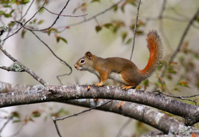 Red Squirrel 1082