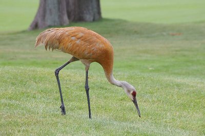 Sandhill Crane 2.jpg
