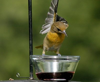 gabbys Oriole 2.jpg