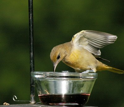 gabbys Oriole 3.jpg
