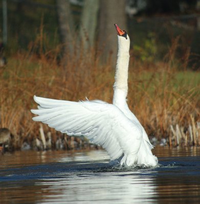 Swan 1.jpg