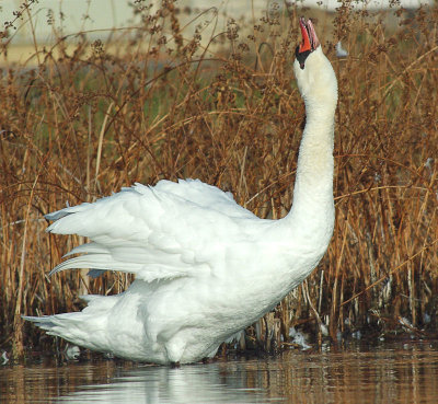 Swan 4.jpg