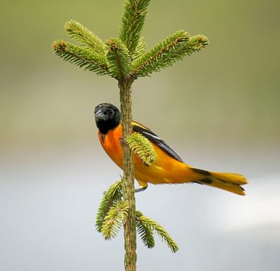 Oriole 2.jpg