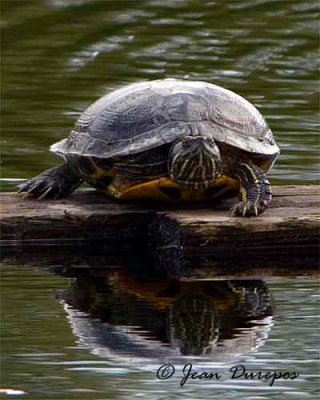 Painted Turtle 