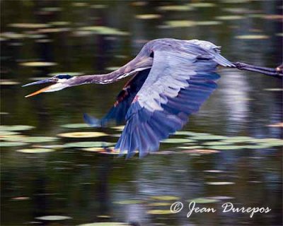 Great Blue Heron 