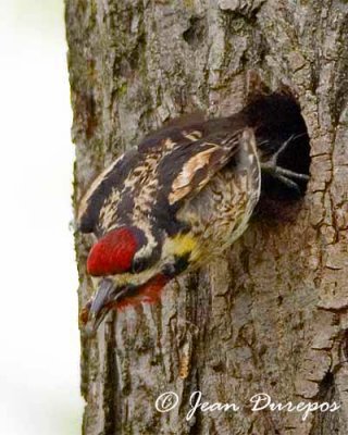  Sapsucker, Yellow-bellied