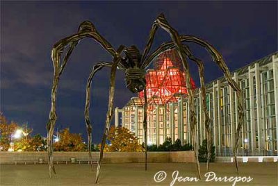 Giant Egg Carrying Spider known as Maman