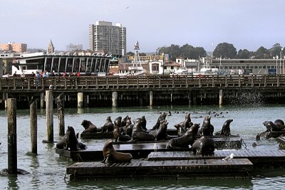 More Seals