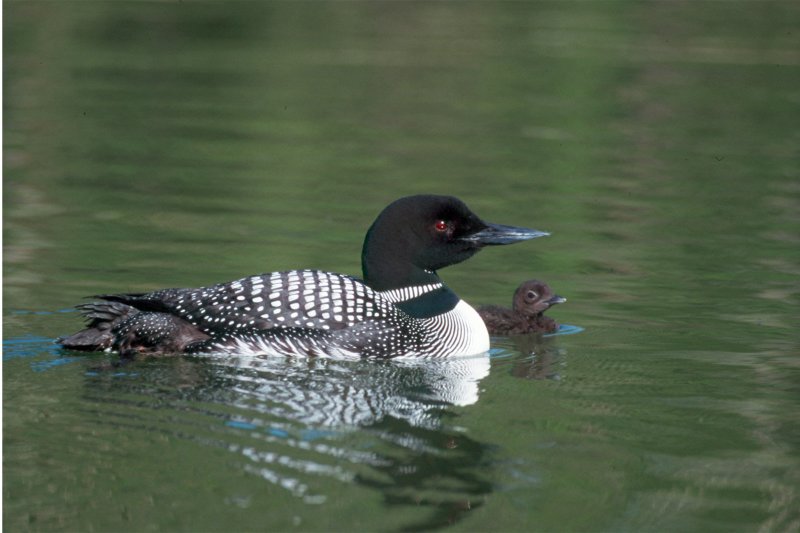 Loon with chick
