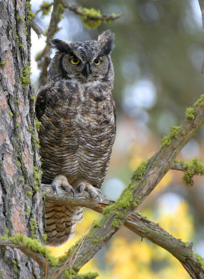Great Horned Owl and Fall Color