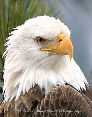 Eagle Portrait