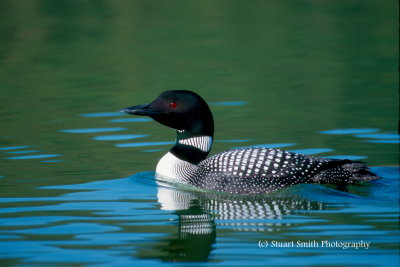 Loon