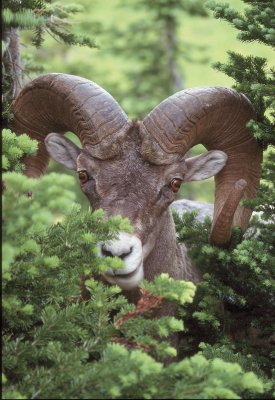 Big Horn Sheep Ram