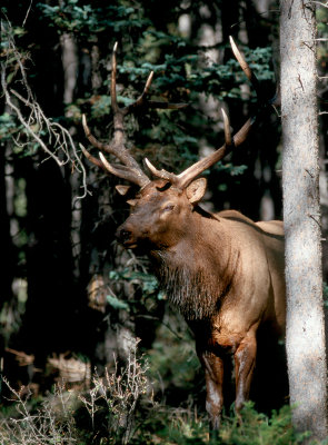Bull Elk in Timber