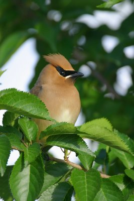 Cedar Waxwing