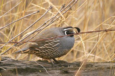 California Quail and Barbed Wire