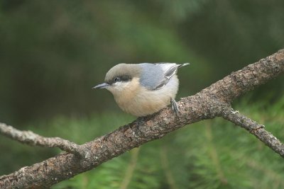 Pygmy Nuthatch