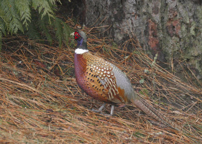 Ring-Necked Pheasant Rooster