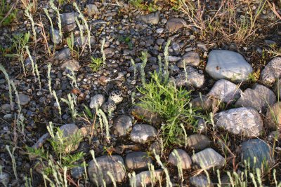 Killdeer Nest Camouflage