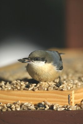 Pygmy Nuthatch with Sunflower Seed