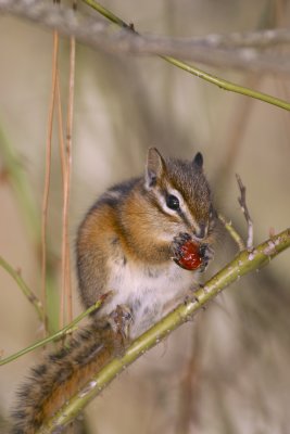 Chipmunk eating a Rosehip