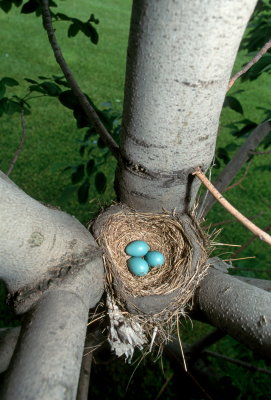 Robins Nest