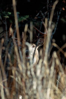 Whitetail Buck watching from the brush.
