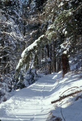 Snow covered path in North Idaho