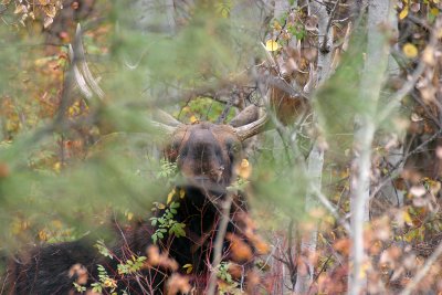 Bull Moose Staring from Brush