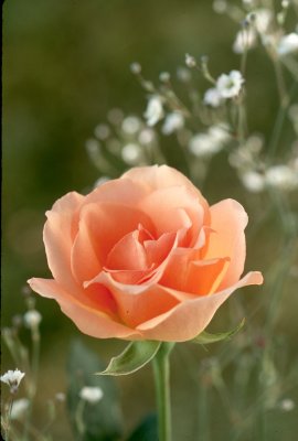 Peach Colored Rose and Babies Breath