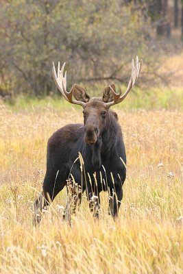 Shiras Bull Moose