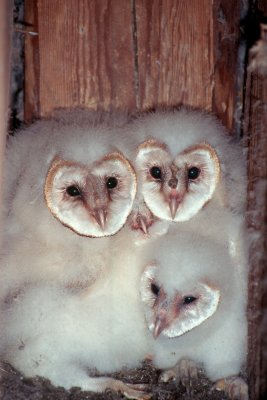Barn Owl Babies