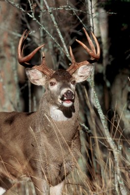 Whitetail Buck image 2 in series