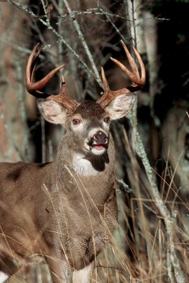 Whitetail Buck image 2 in series 