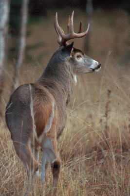 Whitetail Buck image 3 in series 