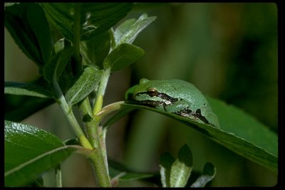 Cold Tree Frog