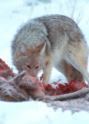 Coyote on elk carcass