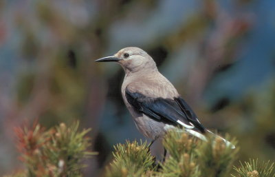 Clark's Nutcracker