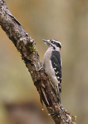 Downy Woodpecker on oak branch