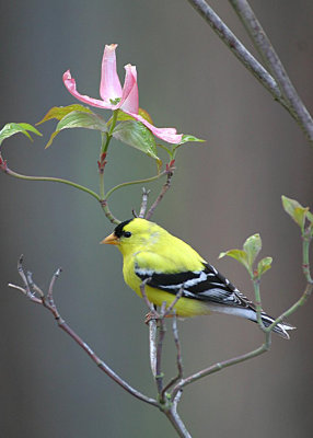 American Goldfinch and Dogwood Blossom