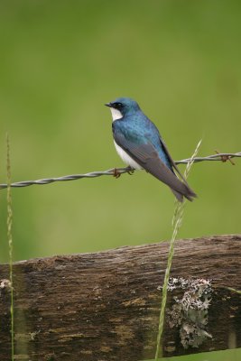 Tree Swallow July 2004