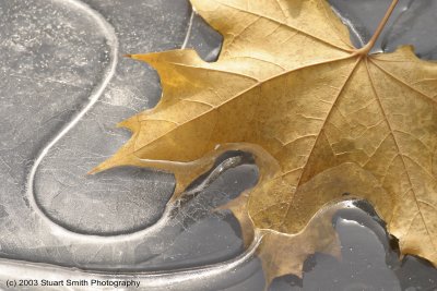 Maple Leaf in Ice