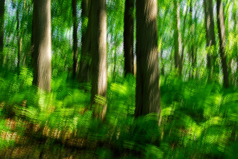 Summer forest mood