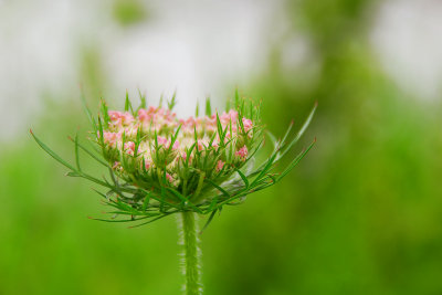 Queen Ann's Lace