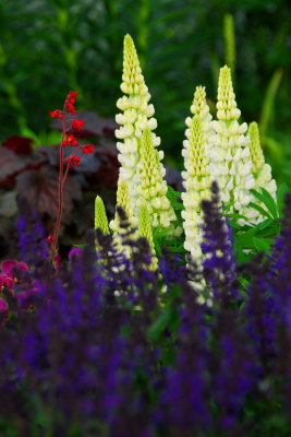 White Lupin