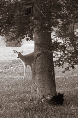 Deer & cat meeting 2