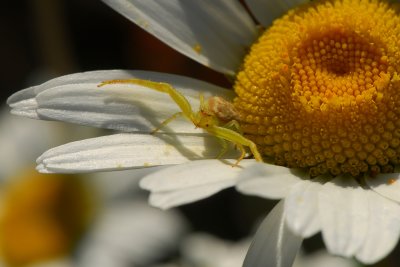 Spider & Daisy